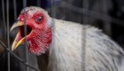 Detectan caso de gripe aviar en Argentina: ¿qué riesgos hay?