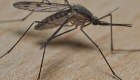 ¿Por qué aumentan los casos de dengue en Argentina?