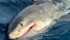 Video muestra a familia capturar un tiburón blanco y luego liberarlo