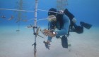 Jardineros brindan esperanza a los arrecifes de coral de Bonaire