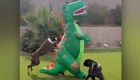 Mira a dos perros bóxer volverse locos por un T. rex inflable