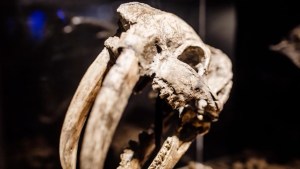 Hallan restos fósiles de casi 30.000 años de antigüedad en Argentina