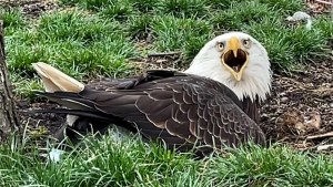 Águila incuba una roca en lugar de un huevo