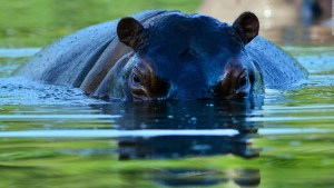 ¿Cuánto costará reubicar a los hipopótamos de Escobar?