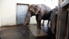 Mira cómo una elefanta pela su propia banana con la trompa