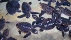 Australia salva y libera crías de tortugas boba