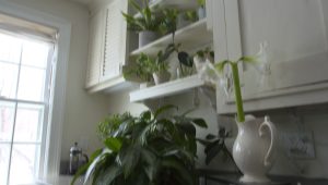 ¿Quieres purificar el aire de tu casa? Usa estas plantas