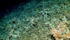 Mira el importante arrecife de coral que encontraron en Ecuador