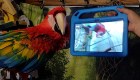 Estos loros aprendieron a comunicarse con sus amigos por videollamada