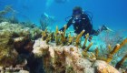 Buzos ayudan a Héroe de CNN a restaurar arrecifes en Florida