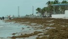 Lo que debes saber sobre el sargazo en las playas de Miami