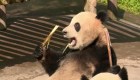 Mira cómo una familia de pandas se sienta a comer