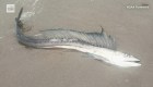 El misterio de los peces con colmillos que llegan a playas de Oregon