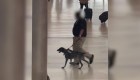 Trato agresivo de animal por un agente de TSA es captado en cámara