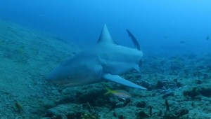 Nadar con tiburones, el turismo podría salvarlos