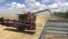 Caen los precios del trigo después de otro acuerdo entre Rusia y Ucrania