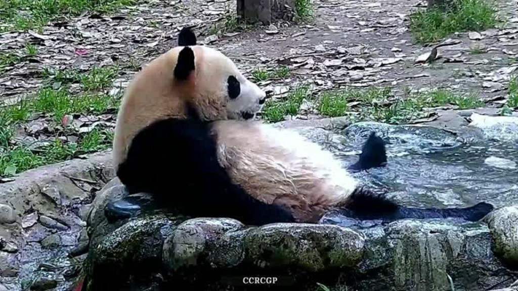 El momento en el que un panda toma un baño