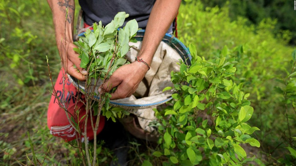 Aumenta el cultivo de coca en Colombia